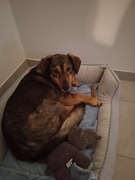 honden foto van Maya