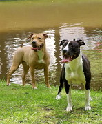 honden foto van Dominic Kleinlugtenbeld
