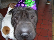 honden foto van patrick