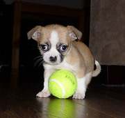honden foto van Claudia