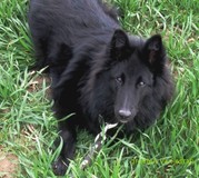 honden foto van astrid