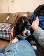 honden foto van Ilse Marije