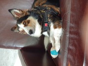 honden foto van Godschalk 