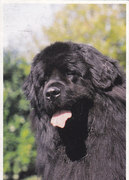 honden foto van Vanhuysse Els