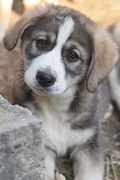 honden foto van Chai