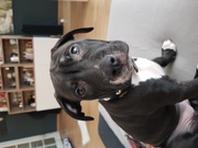 honden foto van linda westenbrink