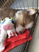 honden foto van Iris