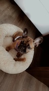 honden foto van Chantal Telkamp