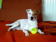 honden foto van Raes Priscilla