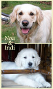 honden foto van Caroline