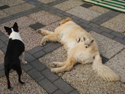 honden foto van joke