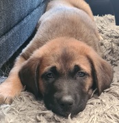 honden foto van RoymetLeo