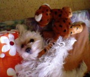 honden foto van Klaartje