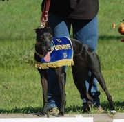 honden foto van oochigea's