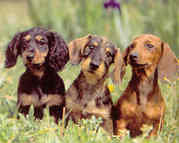 honden foto van Van Hecke Yannis