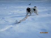 honden foto van RICHIE M 