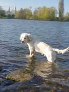 honden foto van Snowpje1