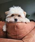 honden foto honden foto van Suzanne