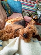 honden foto van Terriërlover