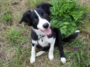 honden foto van fred