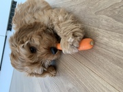 honden foto van Chantal