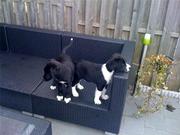 honden foto van leon