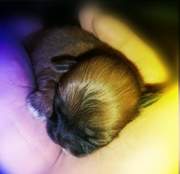 honden foto van Diana