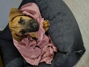 honden foto honden foto van Tasha