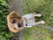 honden foto van Veronique