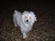 honden foto van Henk&Janny