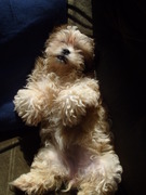 honden foto van Willemse Kelly