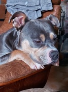 honden foto honden foto van Mike