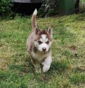 honden foto van Evita