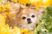 honden foto van Melissa Blok