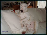 honden foto van Wilma k