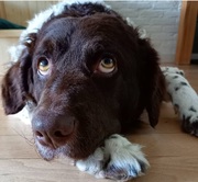 honden foto van Astrid