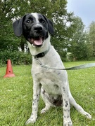 honden foto van Marloes, baasje van Cooper 