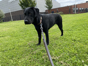 honden foto van NoraOp3Pootjes