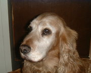 honden foto van Carien