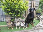 honden foto van Admirable Chien