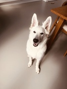 honden foto van milou