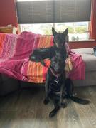 honden foto van Karin Wenker