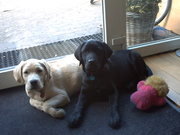 honden foto van Jorene amman