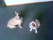 honden foto honden foto van JADE