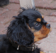 honden foto van Toine 