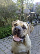 honden foto van bianca