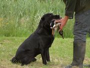 honden foto van Ronald