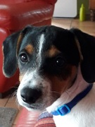 honden foto van Assunta