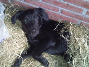 honden foto van Renate