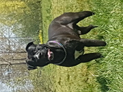 honden foto honden foto van Danielle